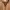 Uniqlo x Engineered Garments Fleece Collarless Coat - Brown
 photo 7