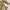 ♡✧ Daisy Milkmaid Top photo 4