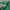 Lacoste Sportswear Casual Polo shirt Pria green photo 3