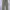 Jugle strom stripe pants  photo 5