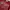 Superdry Casual T-shirt Pria burgundy red photo 3