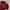 Superdry Casual T-shirt Pria burgundy red photo 2
