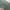 Dickies Work Pants Lincoln Green  photo 6