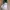 Coquette Casual Maxi skirt Wanita white photo 3