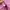 22 OCTOBRE Y2K Coquette Baby Tee Pink Ruffle V Neck Cute Fit photo 8