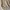 H&M Streetwear Minimalist Vest Wanita cream photo 5