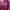 Atasan Pink