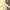Casual Windbreaker Pria gold photo 1