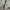 Skechers Sportswear Short Pria cream photo 6