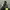 Puma speedcat plus lime photo 5