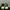 Puma speedcat plus lime photo 4