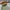 Sendal Birkenstock Arizona Birkoflor Stone photo 4