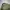 Crocodile Casual Harrington jacket Pria green photo 6