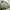 Crocodile Casual Harrington jacket Pria green photo 4