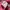 Pink Fitted Zipup hoodie photo 5