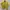 Kemeja Boxy Shirt Yellow photo 4