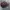 y2k Studed Cadethat Buterfly Faded photo 5