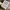 Alpha Industries Vintage Sportswear T-shirt Pria cream photo 6