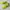 Nike Streetwear Casual Sneakers Pria green photo 2