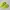 Nike Streetwear Casual Sneakers Pria green photo 5