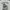 Kaos QueenLekha Choppers Puppy Chops Original photo 4
