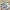Converse Sportswear Sneakers Wanita gray photo 1