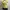 Whimsygoth Yellow Milkmaid Top photo 3