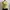 Whimsygoth Yellow Milkmaid Top