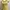 Whimsygoth Yellow Milkmaid Top photo 8