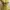 Whimsygoth Yellow Milkmaid Top photo 5