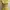 Whimsygoth Yellow Milkmaid Top photo 4