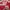 Dickies Streetwear Hoody Pria red photo 2