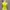 ZARA Grunge Casual Crop top Wanita yellow photo 1