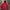 Carhartt Casual Hoody Pria red photo 1