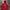 Carhartt Casual Hoody Pria Red