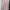 Hush Puppies Gevana Basic Long Sleeve Shirt | Dusty Pink