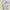 Uniqlo Fairy Coquette Summer dress Wanita green khaki cream photo 4