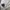 Quiksilver Streetwear Y2K Short Pria cream photo 5