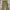 Dickies WorkPants 874 Original Fit Khakis