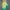 Avant Garde Pria green yellow photo 1