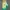 Avant Garde Pria Green Yellow
