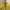Sportswear Wanita yellow photo 3