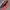Under Armour Luxury Casual Clutch Wanita pink photo 3