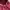 Russell Athletic Streetwear Y2K Hoody Pria burgundy photo 3