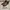 Bally Minimalist Casual Heels Wanita brown photo 2