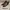 Bally Minimalist Casual Heels Wanita Brown