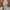 Nike Sportswear Sneakers Pria green photo 4