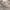 Timberland Canvas Sneakers Cream Original photo 6