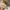 Harington canvas jacket Bean pole photo 6