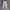 F215 - Celana Panjang Denim Barrel Lilac Shein photo 2